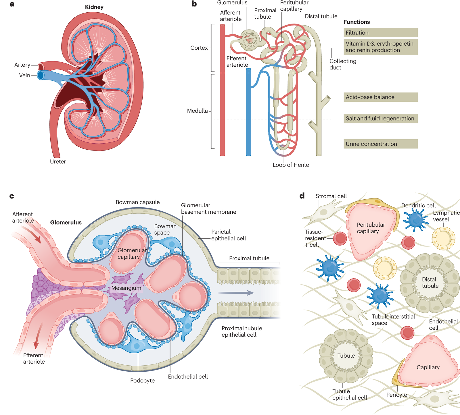Immunological Kidney Disease